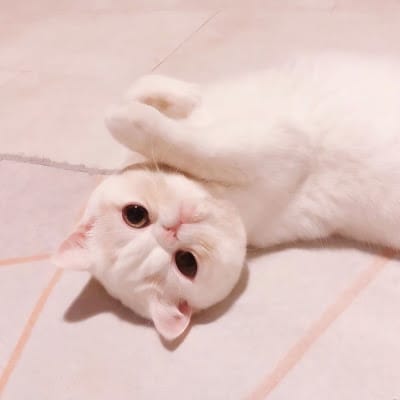 Lê Thị Cúc profile